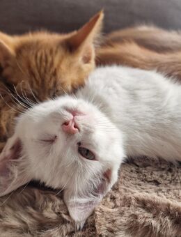 2 weiße Maine Coon MIX Kitten, weibl. 4 Monate alt, Katze Katzenbaby - Berlin Treptow-Köpenick