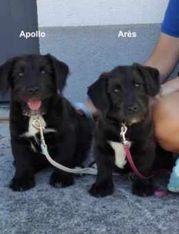 Apollo ❤️ Schutzgebühr 500 Euro - Burgsinn