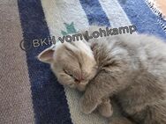 BKH Kitten mit Stammbaum aus vereinsangehörige Zucht - Bönen