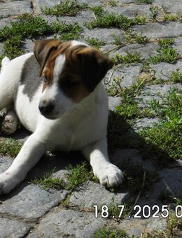 Reinrassige Jack Russell Terrier Welpen 11. Wo. - Lonnerstadt