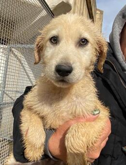Giove wartet im städtischen Canile - Bad Vilbel