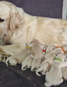 Reinrassige Golden Retriever Welpen - Etzenricht
