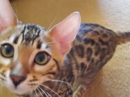 Reinrassige Bengal Kitten - Rosenberg (Regierungsbezirk Stuttgart)