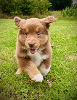 Australian Shepherd Welpen - Fürstenau