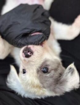 Zauberhafter, lieber Welpe Mozart - Kallmünz