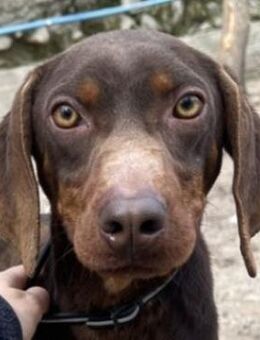 Franky, geb. ca. 03/2024, GRIECHENLAND - Euskirchen