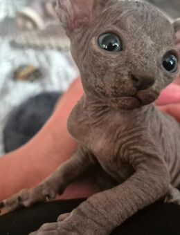 2 Sphynx Katzen zu verkaufen - Barßel