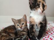 Kitten/Baby-Katzen - Iserlohn