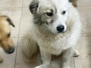 Teddy wurde herlos ausgesetzt - Blankenheim (Nordrhein-Westfalen)
