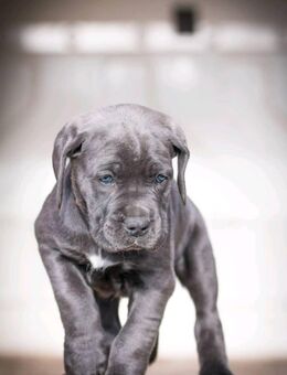 Cane corso Welpen - Köln