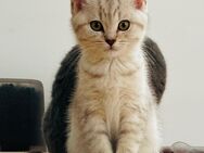 Baby Katze bkh reinrassig nur noch 2 Weibchen - Horn-Bad Meinberg