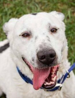 Dallas sehnt sich nach einem Zuhause - Nordwalde