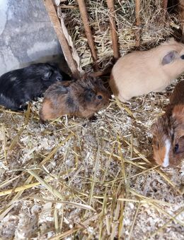 Meerschweinchen Babys Böcke suchen 🩵 - Duisburg