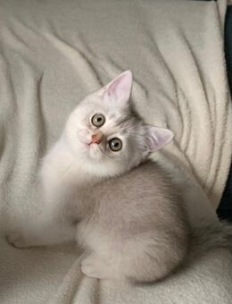 Britische Kurzhaar 4 Kitten - Werlte