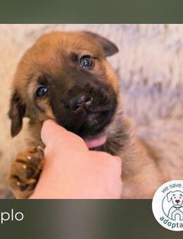 Duplo sucht ein Zuhause - Kirchzell