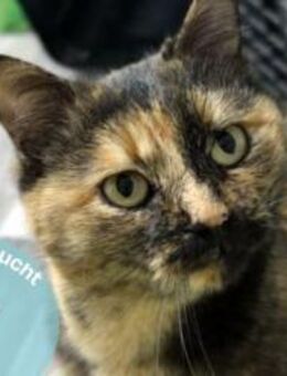 Lilly eine kleine Seele auf der Suche - Plankstadt