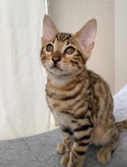 Bengalkater(ohne Stammbaum)im Braun-Tabby-Fell sucht seine liebevolle Familie - Hamburg