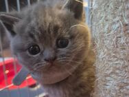 BKH Kitten