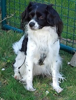 Oreo - Rheinberg