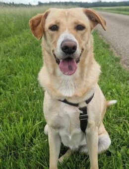 Gina, Pflegestelle in Baden Württemberg - Bad Vilbel