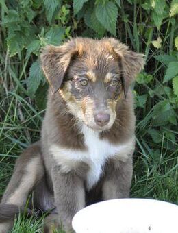 Australian Shepherd Welpe / Hündin/ mit ASCA Pap. sucht verantwortungsvolle Menschen - Wanderup