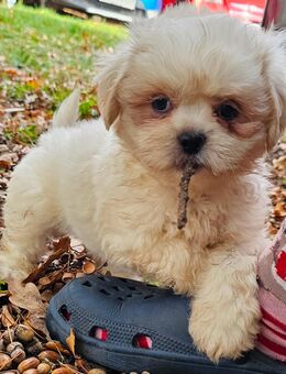 Havaneser/Shih-Tzu Welpen Hündinnen + Rüden - Oranienburg