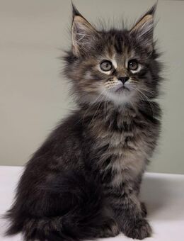 Wunderschöne Reinrassigen Main Coon Kitten XXL - Wiesbaden