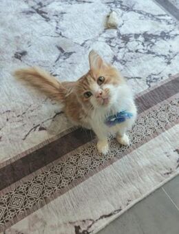 Gentleman Leo möchte dein Einzelprinz se - Ellerbek