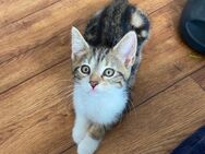 Maine-Coon-Mix Kitten - Minden Königstor