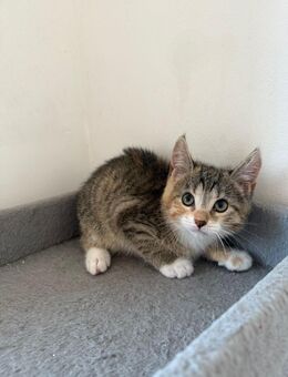 Katzenbaby - Grevenbroich