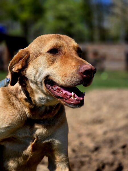 Labradormix Mischlingshund - Danndorf