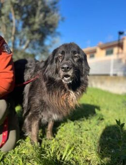 PALU🍀🍀🍀Altersruhesitz gesucht - Herxheim (Landau)