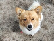 Corgi mix sucht sein zuhause - Dorsten