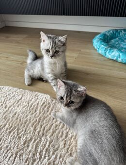 BKH Kitten - Asperg
