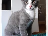 **Kleiner Kater sucht tolles zu Hause * - Bovenden