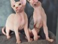 Kanadische Sphinx Kitten (abholbereit) in 38302