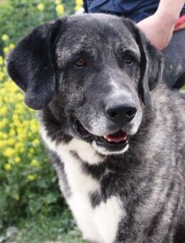 Rocco wäre so gerne Teil einer Familie - Laatzen