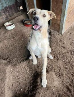 Großer Blonder Bartträger, 3 Jahre - Kappeln (Schleswig-Holstein)