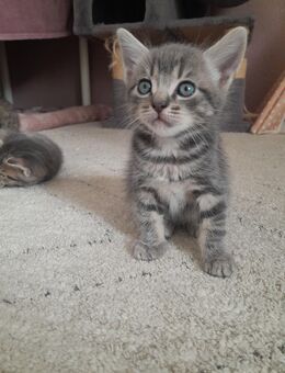 Süße Kitten suchen gutes Zuhause - Tuntenhausen