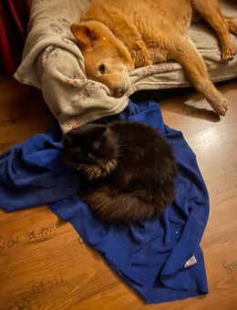 Kater Ragdoll Mix - Schemmerhofen