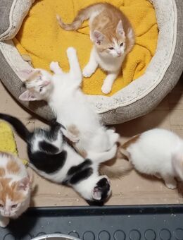 Katze Katzenbaby Babykatze - Flieden