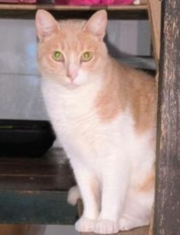 Sanfter Eppi sucht DICH! - Walluf