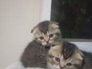 Katze baby - Hoppegarten