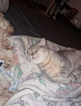 Simba sucht Zuhause auf Zeit !! - Jüchen