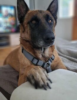 Mali-Mix Buddy sucht ein Zuhause - Wörth (Rhein)