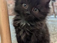 Zwei schwarze Maine Coon Mix Kätzchen suchen ein Zuhause - Bovenden