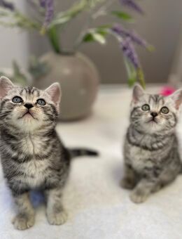 Bezaubernde bkh Kitten black silver tabby classic mit Papiere, absolut exklusiv - Bad Staffelstein
