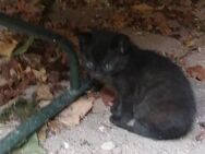 Katze / Kitten - Heidelberg