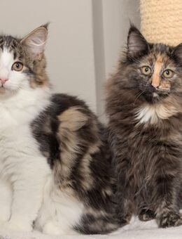 Norwegische Waldkatze Kitten mit Papieren - Chemnitz