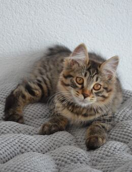 Kurilian Bobtail Kitten Katzenbaby Kater - Mosbach
